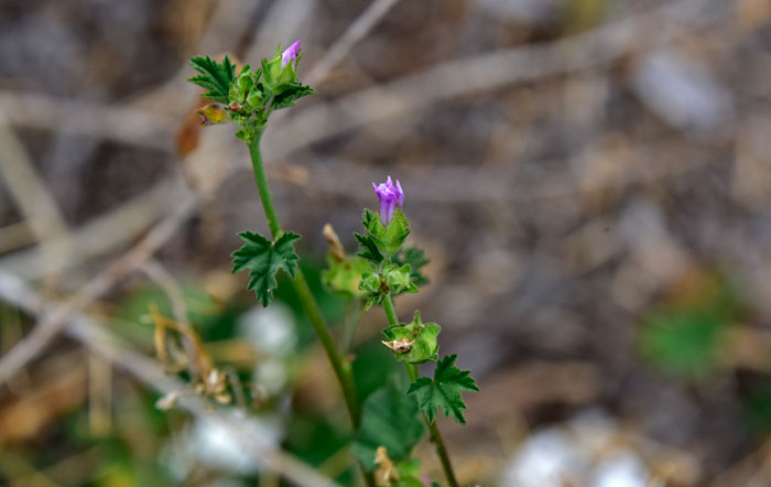 Malva neglecta, Common Mallow